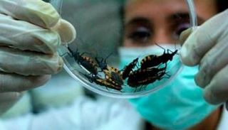 حشرات  "الفسافس" الناقلة لمرض "شاغاس" 