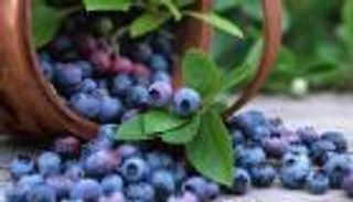 أسرار التوت الأزرق.. وقاية من السرطان وخفض ضغط الدم