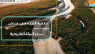 محمية الزوراء في عجمان.. سحر البيئة الطبيعية
