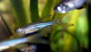 سمكة "الزرد".. سبيل العلماء لفهم اضطرابات الدماغ