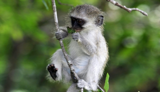 قردة "السعادين الخضراء"