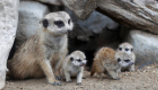 بالصور.. صغار لحيوان السرقاط تبهر زوار حديقة حيوان تايلاندية