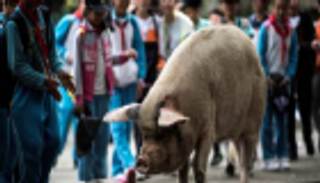 ظهور أول إصابة بحمى الخنازير الأفريقية في كوريا الشمالية