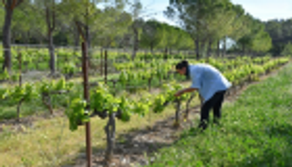مزروعات تنمو في حماية الأشجار.. محصول أكبر وتجربة رائدة