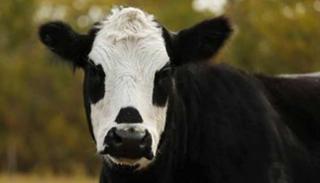 البقرة المصابة عمرها 17 عاماً