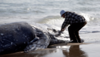 هلع في أمريكا بعد نفوق 70 حوتا رماديا