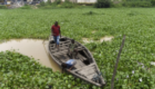 بالصور.. نباتات مدمِّرة تغزو أنهار نيجيريا وتعكِّر حياة الصيادين