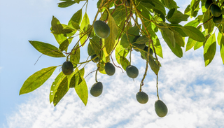 ثمرة الأفوكادو  