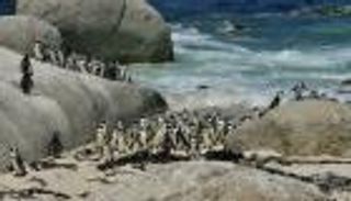 البطريق الأفريقي يساعد الطيور الأخرى لإيجاد طعامها