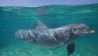 دلافين "سي وورلد" مهددة بفقدان السمع 