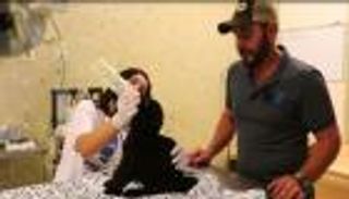 حديقة حيوان مكسيكية تستقبل نمرا نادرا