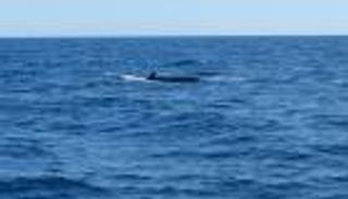 مستحضرات التجميل والبلاستيك تهدد حيتان فرنسا