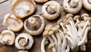 فطر المشروم 