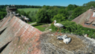 بالشعر والموسيقى.. بلدة صربية تحتفي بطائر اللقلق