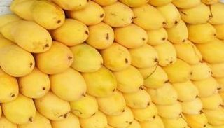 السلطات الفلبينية تخشى انهيار أسعار المانجو