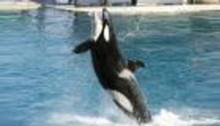 كندا تحظر أسر وتربية الحيتان والدلافين