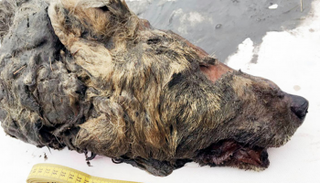 رأس الذئب كان يكسوه الشعر وفمه يمتلئ بالأنياب