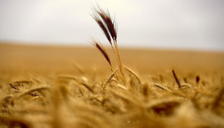 مصر تشتري 120 ألف طن قمح