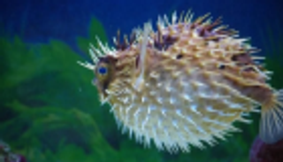 سموم شافية.. سمكة "الينفوخ" بديل علاجي للأفيون