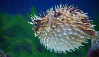 السمكة المنتفخة أو "الينفوخ"