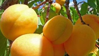 روسيا تواصل مصادرة المنتجات الزراعية التركية الضارة