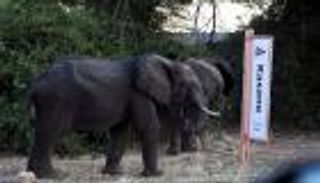 بعد رفع الحظر.. مئات الفيلة ضحية الصيد الجائر في بوتسوانا