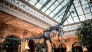 "سكيني".. هيكل عظمي لديناصور لم يجد من يشتريه