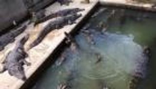 خبراء: مزايا كبيرة لبيزنس مزارع التماسيح في مصر