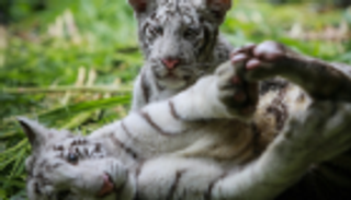 تونس تحبط محاولة تهريب نمور بيضاء باتجاه ليبيا