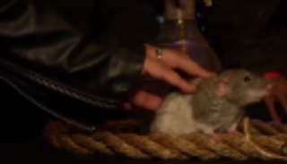 50 دولارا للعب مع الفئران في أمريكا