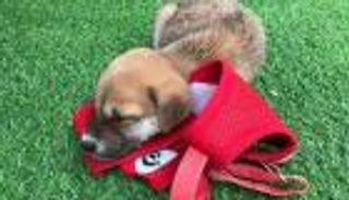 اللعب مع الجراء.. أحدث صيحات علاج التوتر في بالي