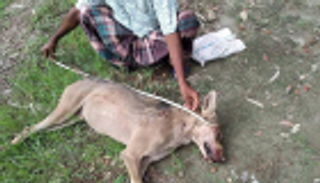 ظهر بعد 8 عقود.. بنجاليون يقتلون ذئباً نادراً