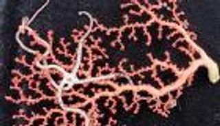 سفينة صينية تجمع 250 نوعا بحريا من المحيط الهادئ