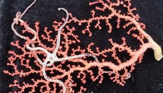 أحد الأنواع البحرية التي جمعتها السفينة
