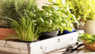 5 نباتات تخلصك من إزعاج البعوض.. أبرزها الريحان والقطيفة