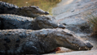 بحثا عن الطعام.. تماسيح إيران تهاجم مدنها