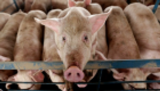 فيتنام تعدم 2.5 مليون خنزير لاحتواء تفشي "الحمى الأفريقية"