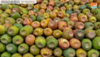 التين الشوكي.. ثمرة المحاربين القدماء في إثيوبيا  