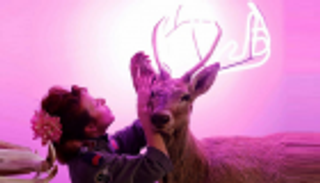 قرون الأيائل.. مفتاح تجدد الأنسجة البشرية وهزيمة السرطان