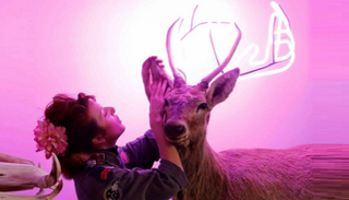 قرون الأيائل.. مفتاح تجديد الأنسجة البشرية