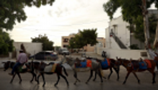 الحمير تعاني من أجل السائحين في اليونان