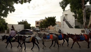 مطالبات بوقف المعاملة "القاسية" للحمير في جزيرة سياحية باليونان