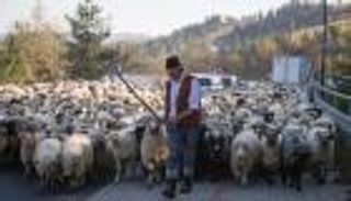 أول راعية أغنام تنافس الرجال في بولندا