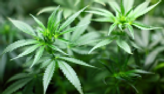 دراسة عن الحشيش: مكون وراثي يحدد مصيرك