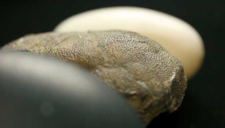 ثلاثة ألوان للبيض