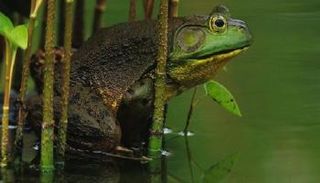 بنية بروتين الضفدع الأمريكي تجعله يمتص سموم المد الأحمر