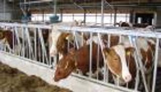 خبراء يرصدون أسباب انخفاض أسعار الماشية في مصر