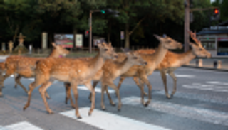 رحلة إلى مدينة نارا اليابانية.. الغزلان ترحب بالبشر