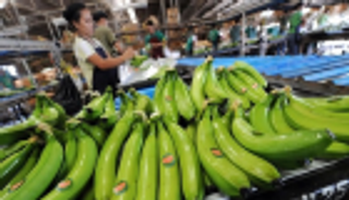 الصين تلتهم كميات قياسية من الموز 