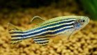 أسماك الزرد تحسم الجدل.. "السيروتونين" مسؤول عن النوم